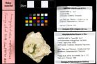 Foto (Objekt + Etiketten) von Ammopylocheles mclaughlinae (Van Bakel, Fraaije, Jagt & Artal, 2008) 